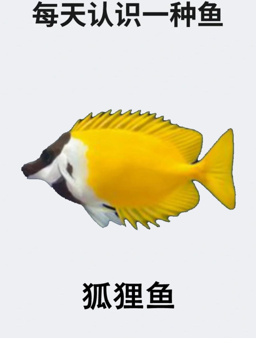 每天认识一种鱼之狐狸鱼