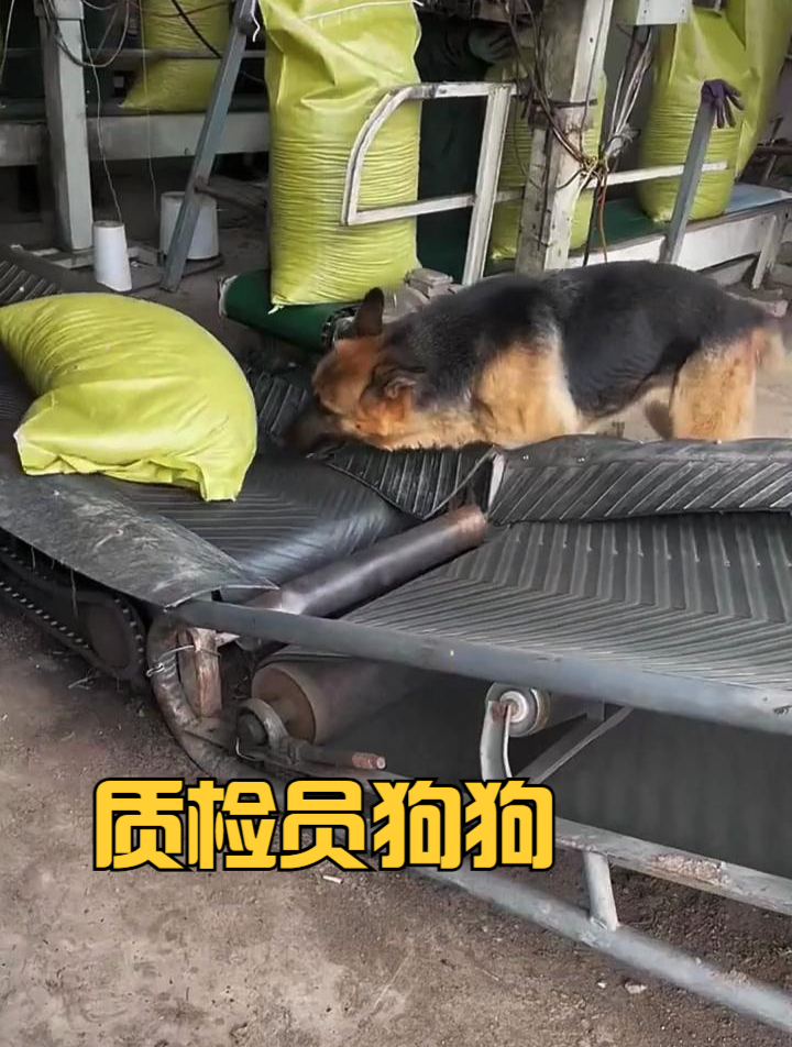 大宝贝太懂事了,下班必须加鸡腿!