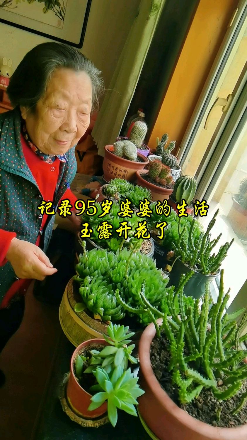 玉露开花了,记录95岁婆婆的美好时光