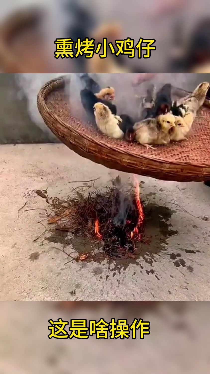 熏烤小鸡仔,这是啥操作