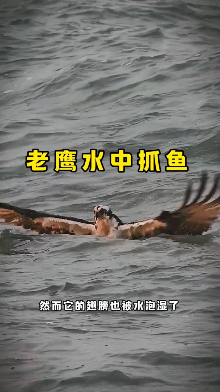 老鹰水中抓鱼,这一幕真让人钦佩!