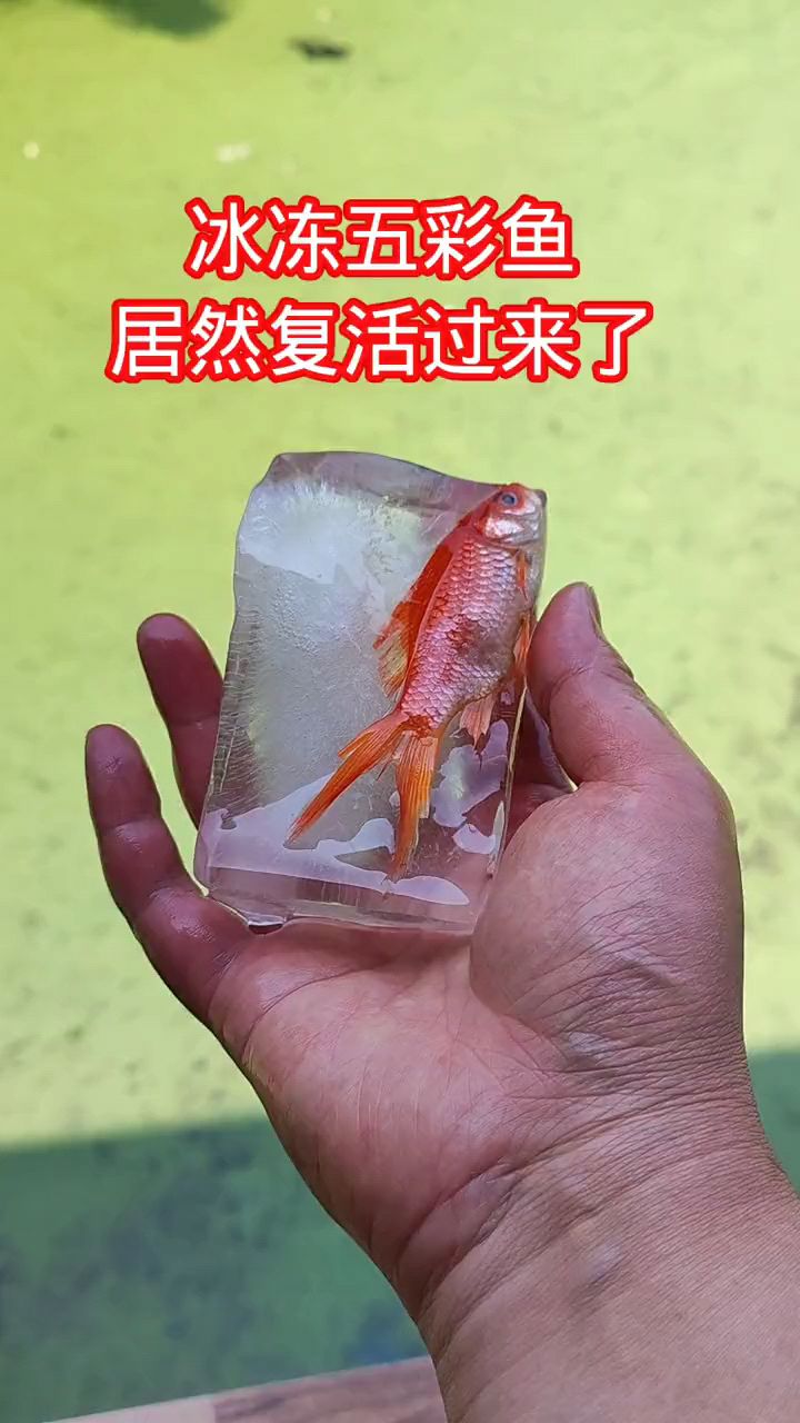 冰冻的五彩鱼居然复活过来了
