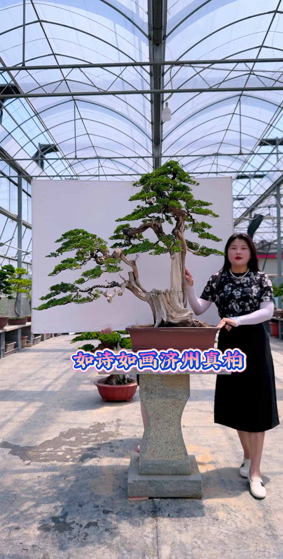 济州真柏盆景庭院景观盆景艺术