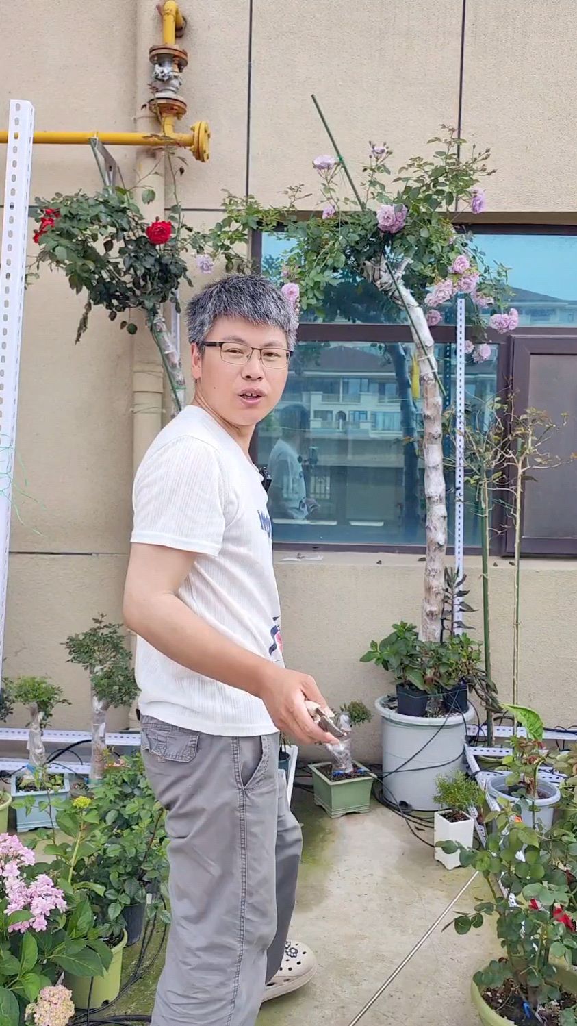 冬天用2米高的刺梨嫁接的月季树开花了,把花剪掉有利于生长冠幅