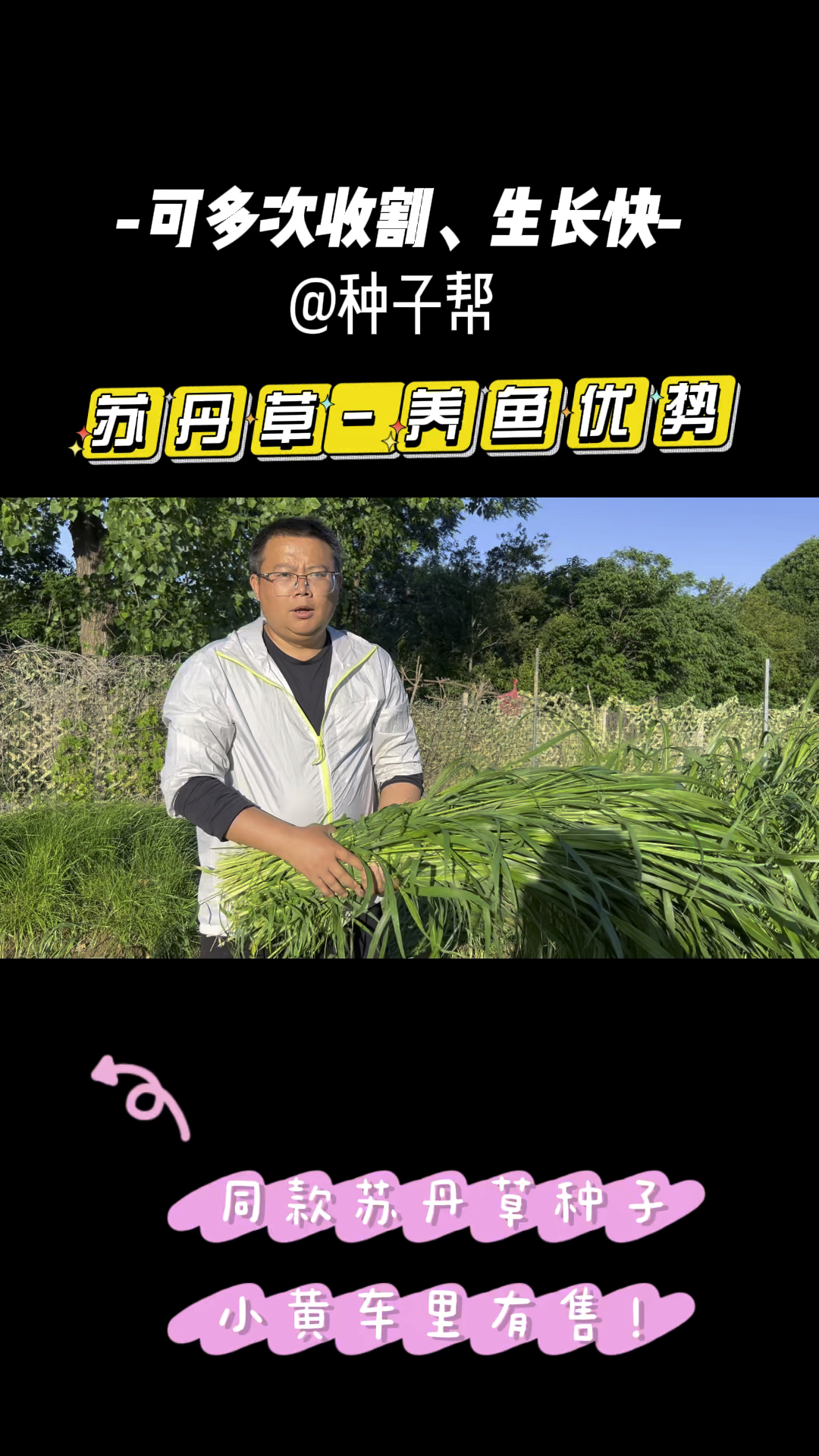 为什么养鱼一定种点苏丹草?它喂鱼到底有哪些优势呢?