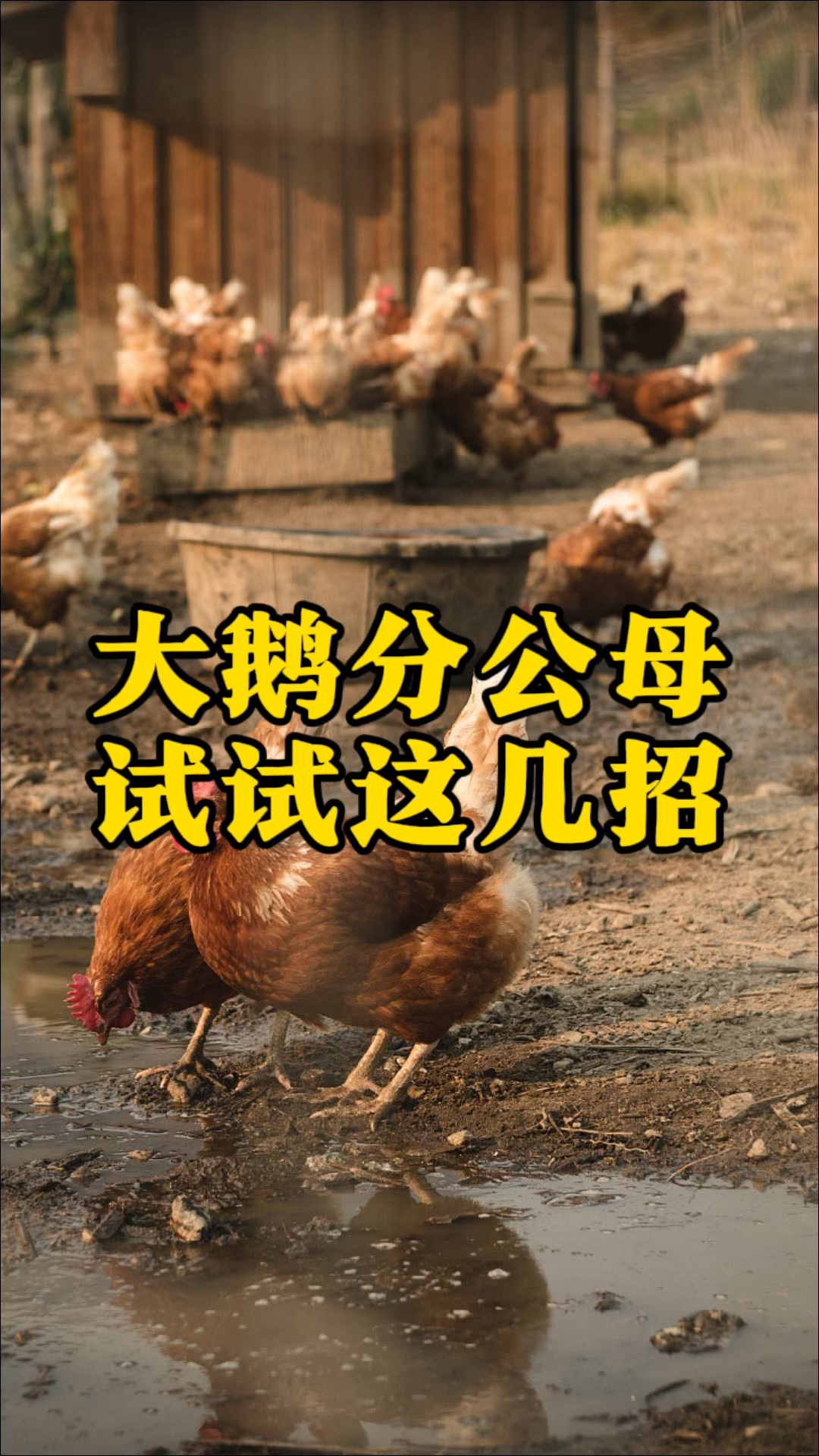 大鹅分公母,试试这个顺口溜