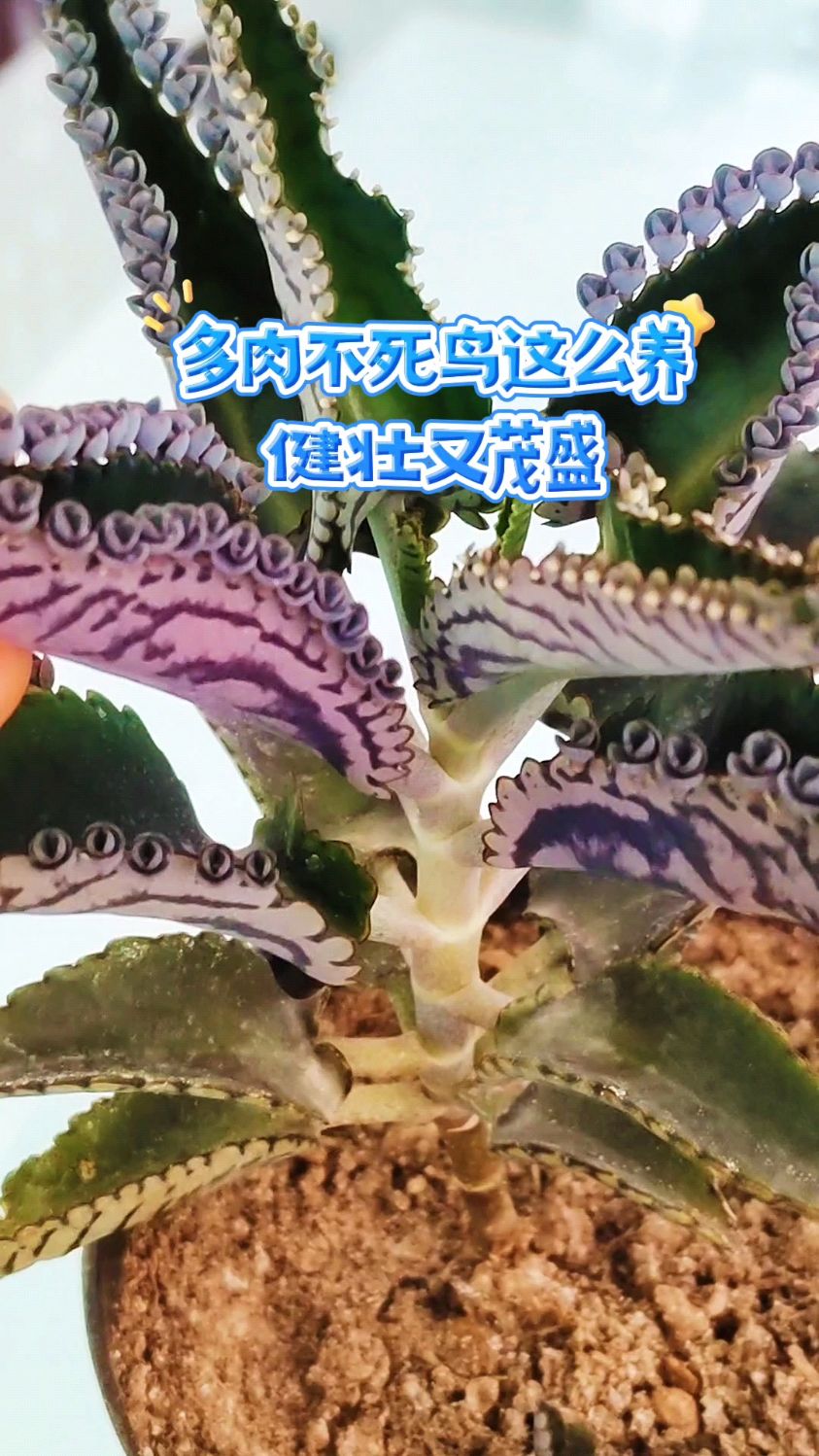 多肉不死鸟这么养,健壮又茂盛