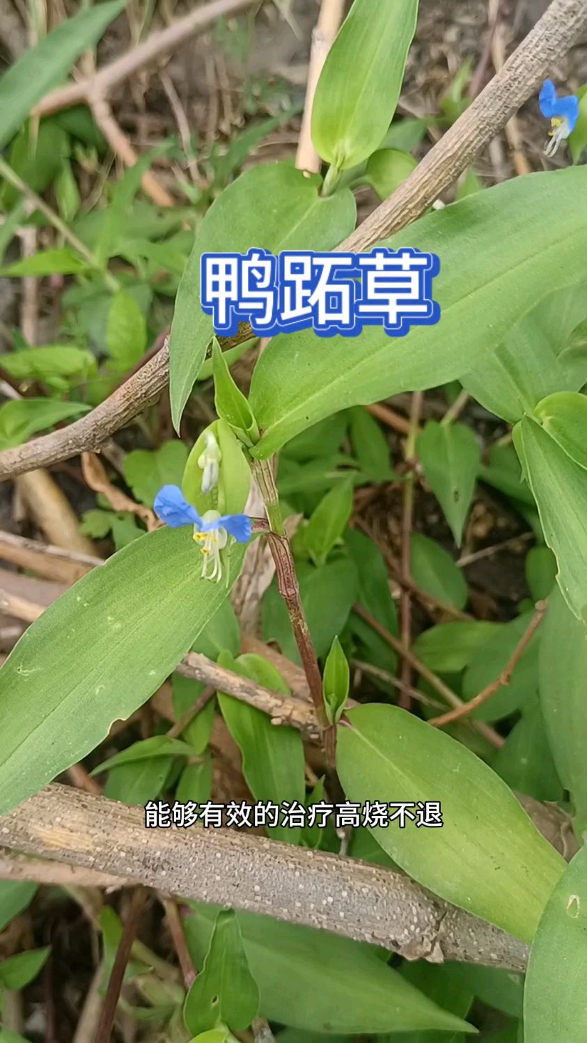 最常见的植物“鸭跖草”,在日常生活中把它当作野草除掉太可惜了