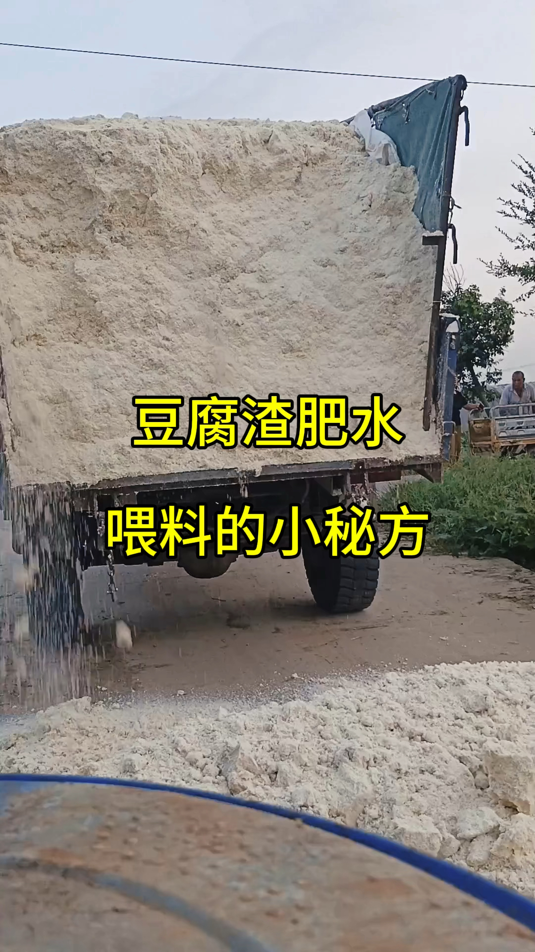 豆腐渣喂鱼肥水,喂料的小秘方分享给你