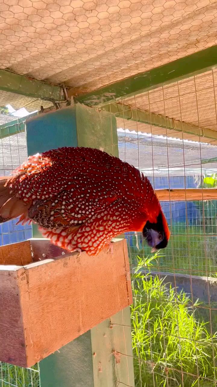 红腹角雉野鸡娃娃鸡