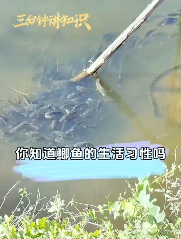 了解鲫鱼的这些生活习性,才能钓更多!