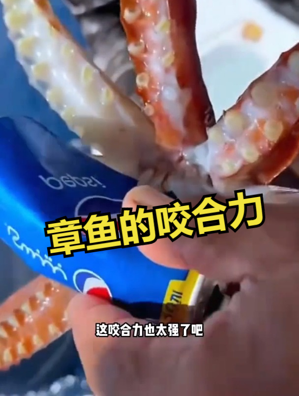 章鱼的咬合力这么强吗?