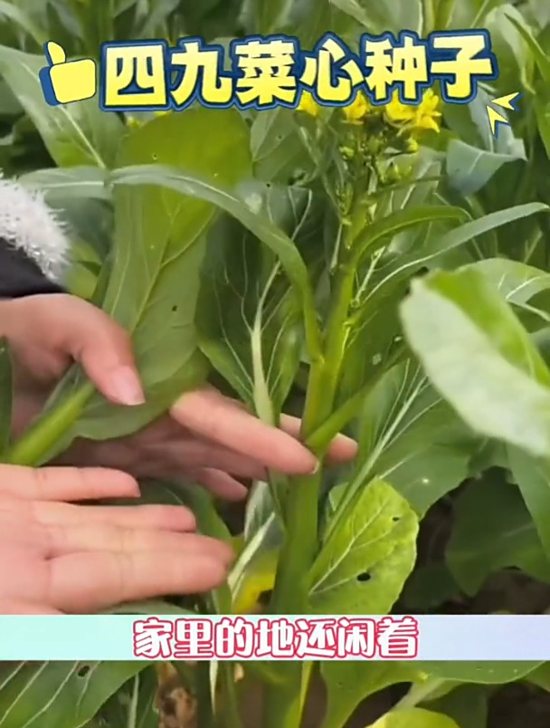 好吃又好种的四九菜心,种植简单,口感脆嫩有点甜!