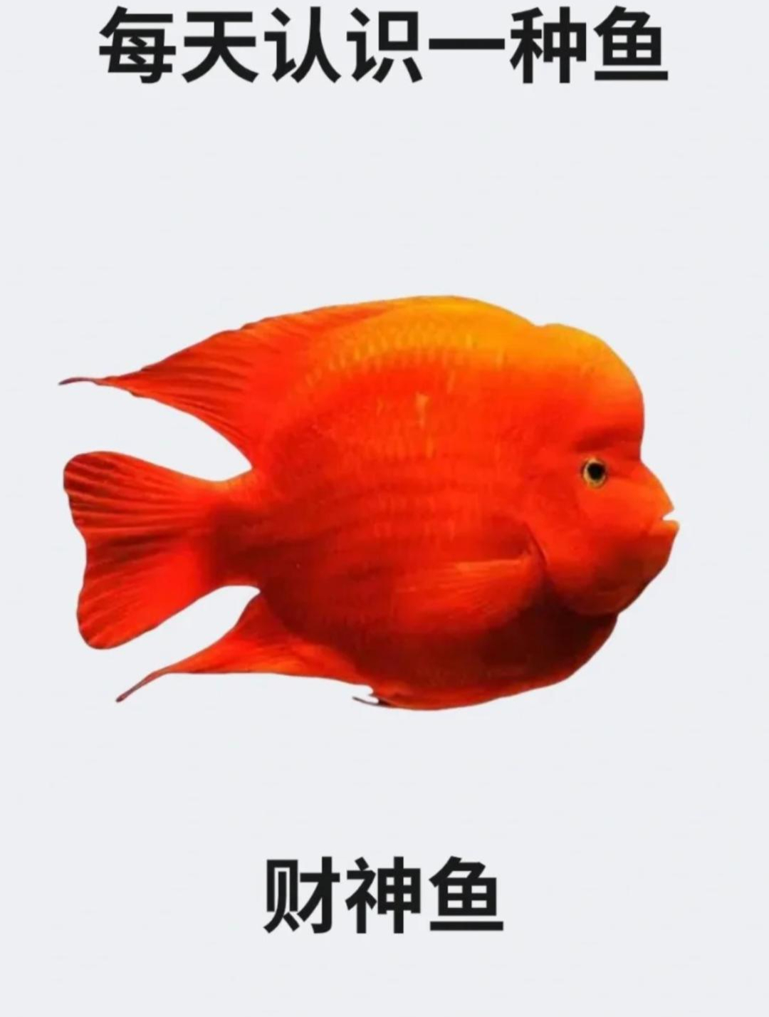 每天认识一种鱼财神鱼