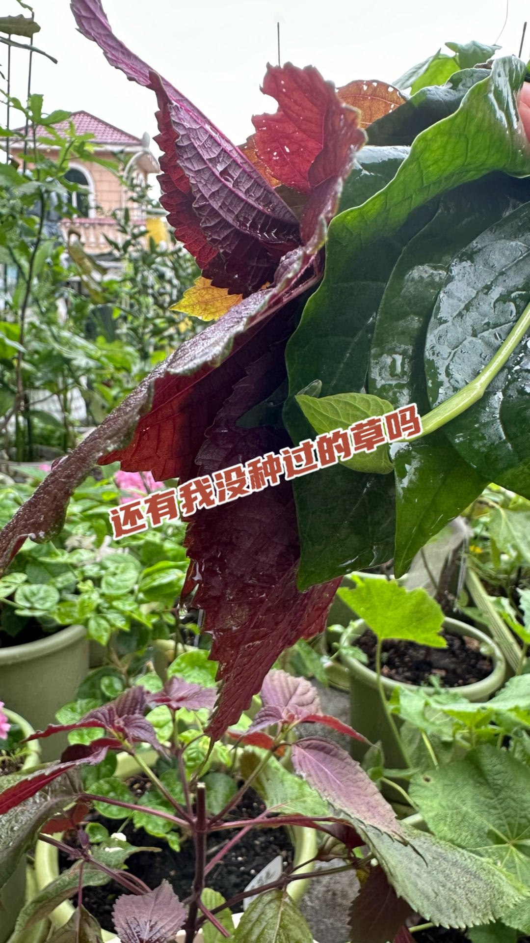 盘点我种的那些野菜,看看你们都认识哪几种?有吃过的吗?