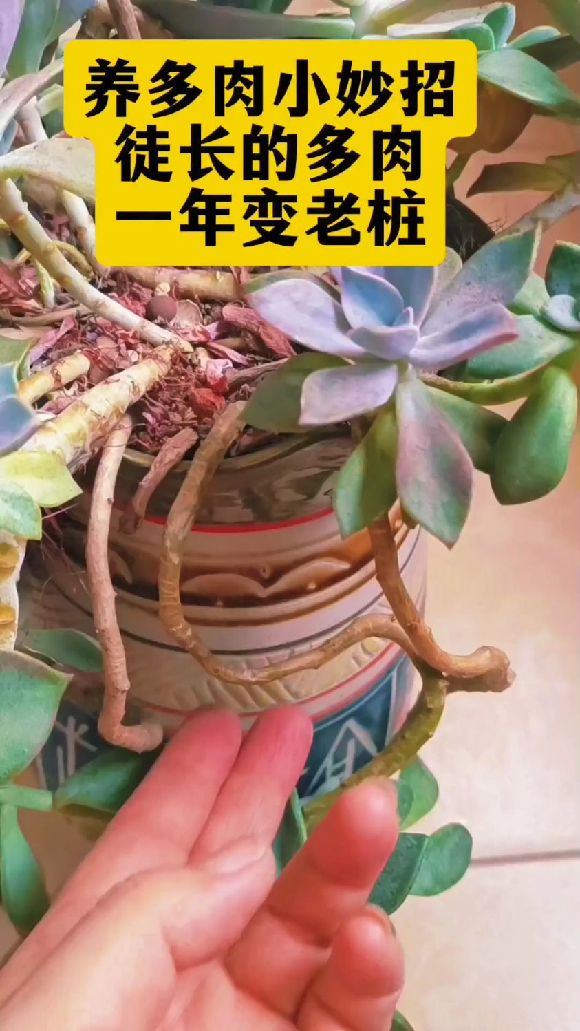 教你一招徒长的多肉如何让它变老桩,这个造型你喜欢吗