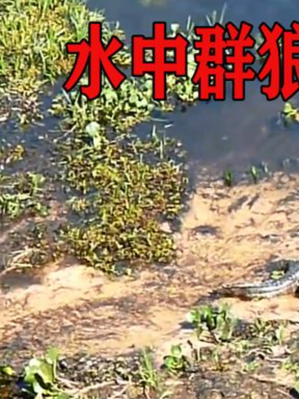 亚马逊河霸主鳄鱼竟被巨水獭围攻,捕食不成反成猎物!1