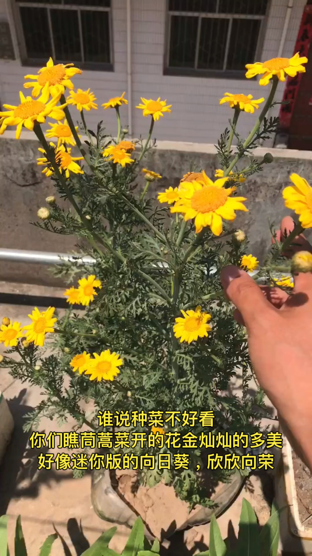 记录生活:欣赏茼蒿花