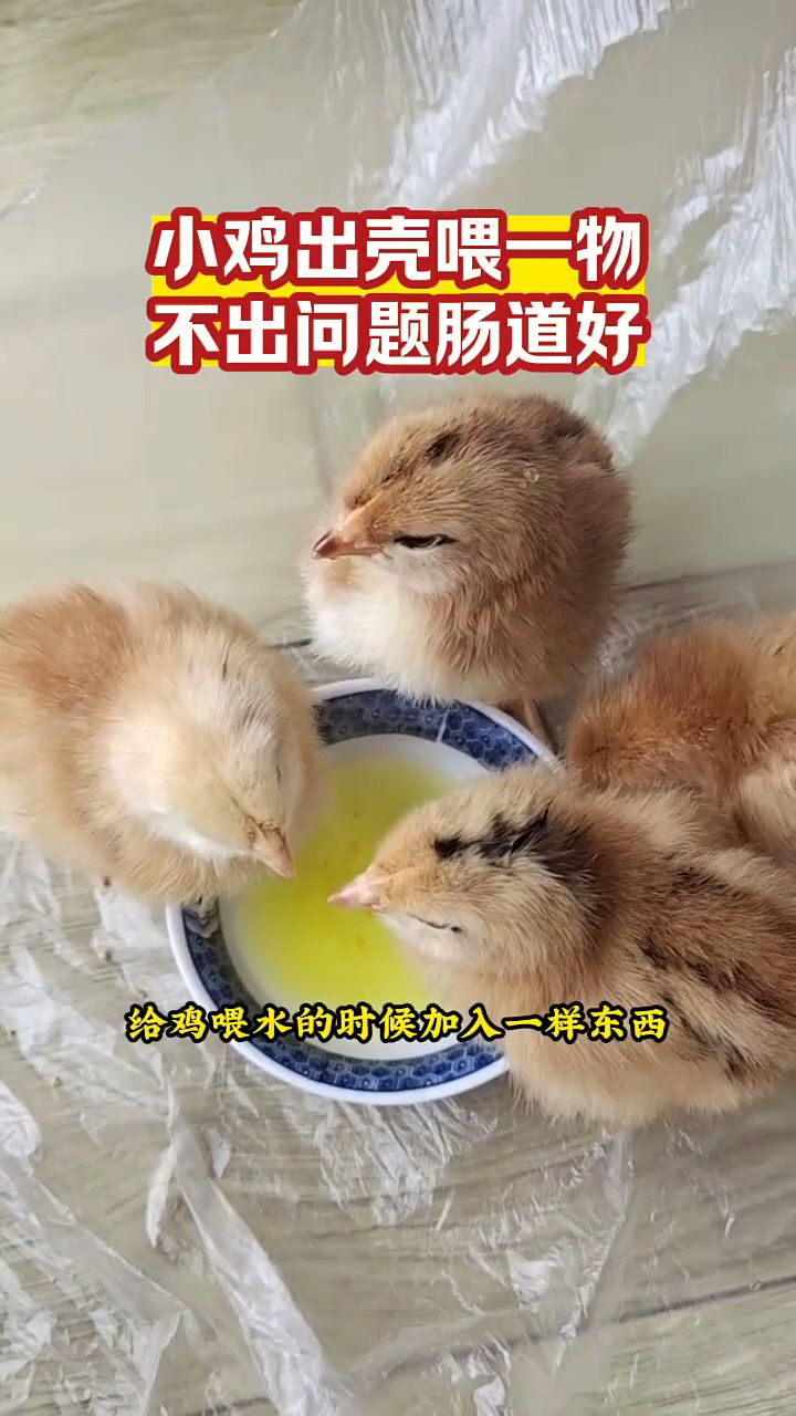 小鸡出壳后怎么喂,成活率好