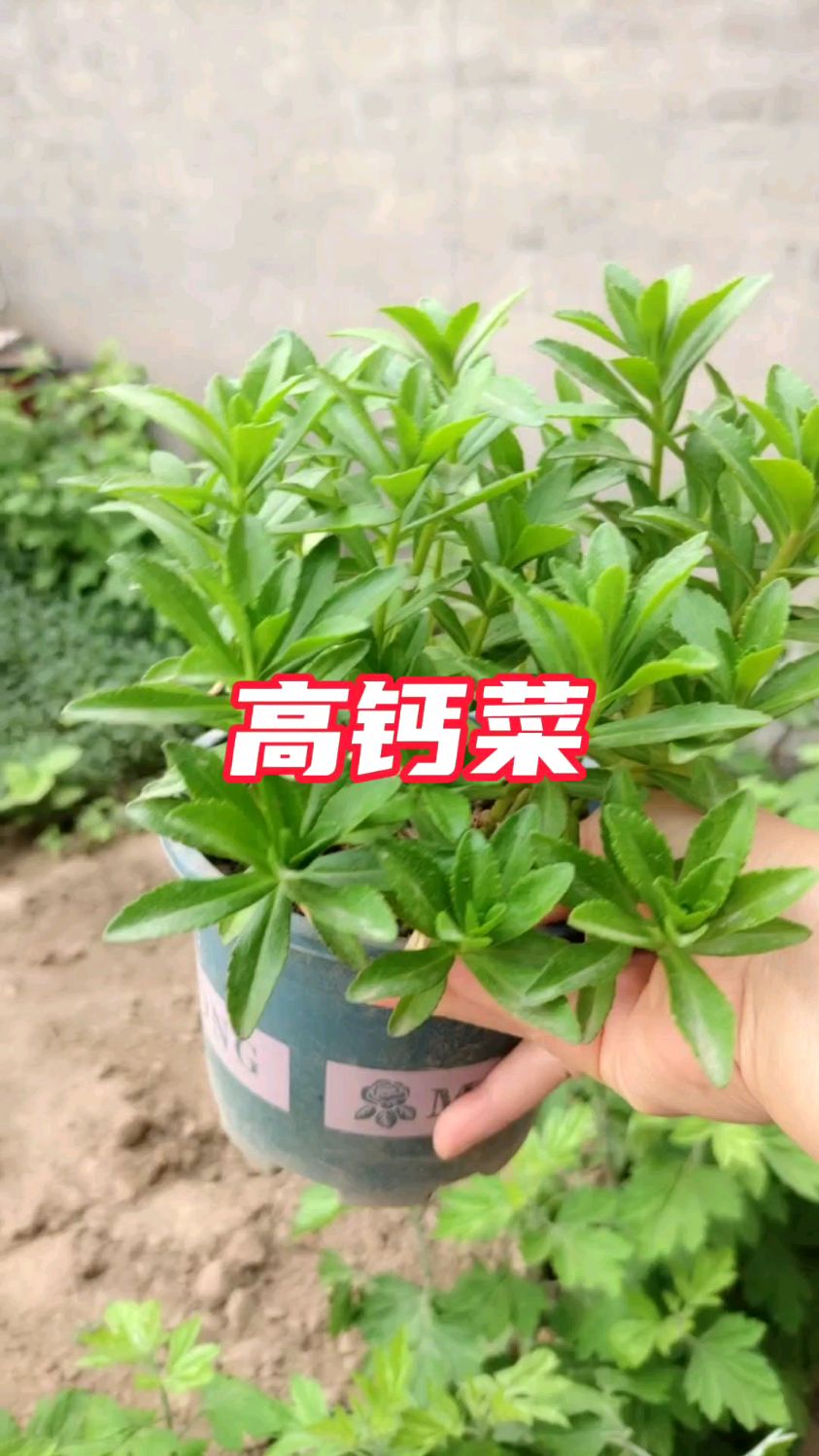 高钙菜,钙含量非常高,特别适合中老年人,种上不到一个月就能采