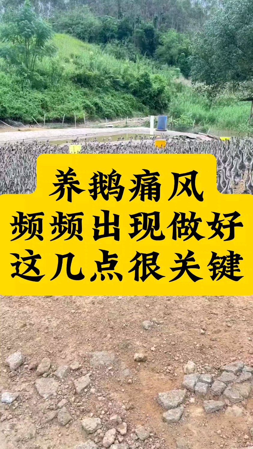 养鹅痛风频频出现做好这几点很关键
