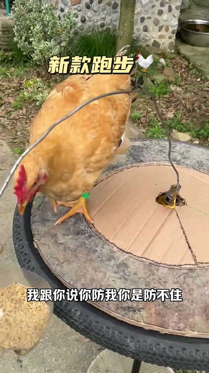 新款跑步鸡,主人有想法啊