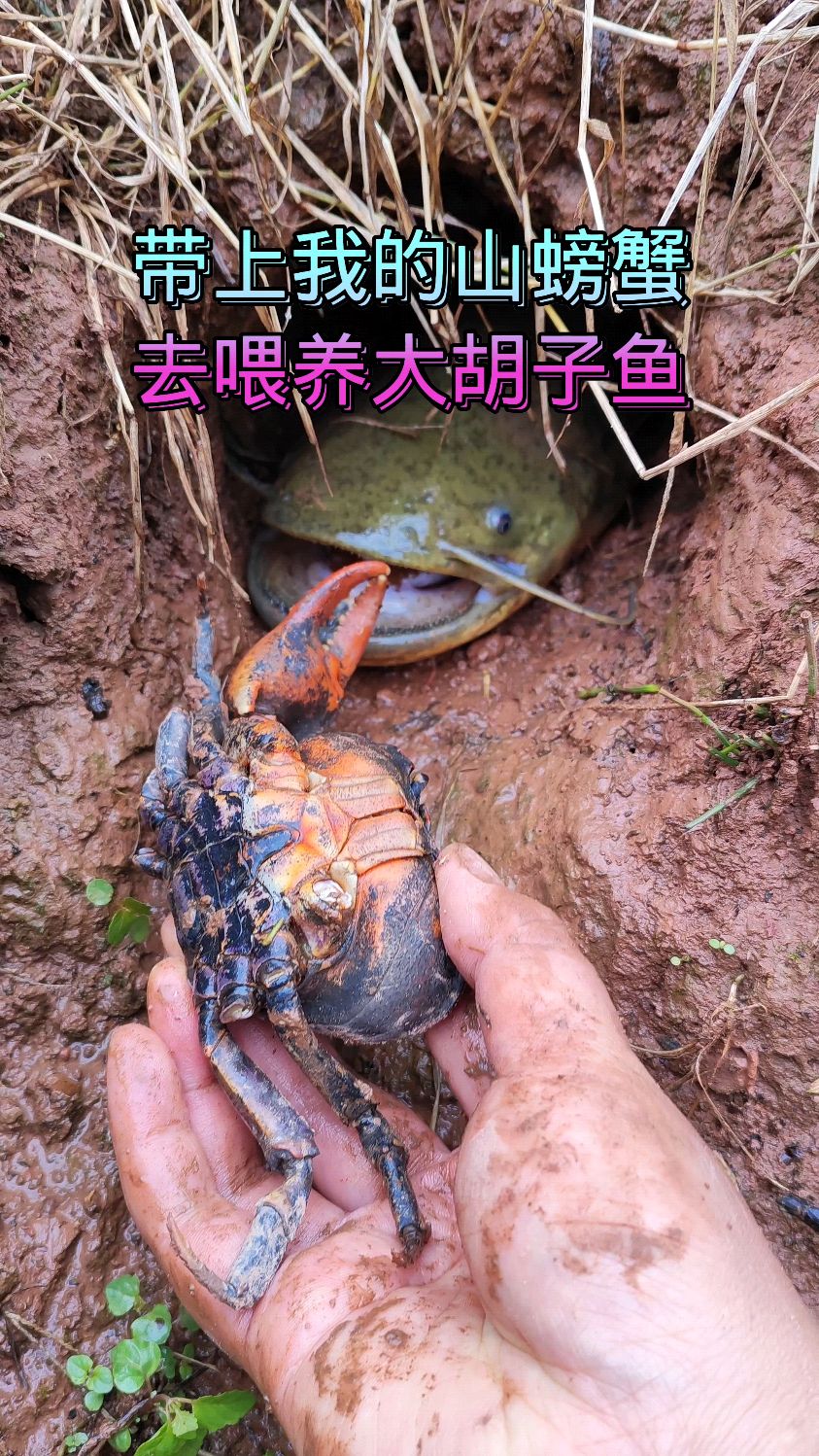带上我的山螃蟹去喂养大胡子鱼