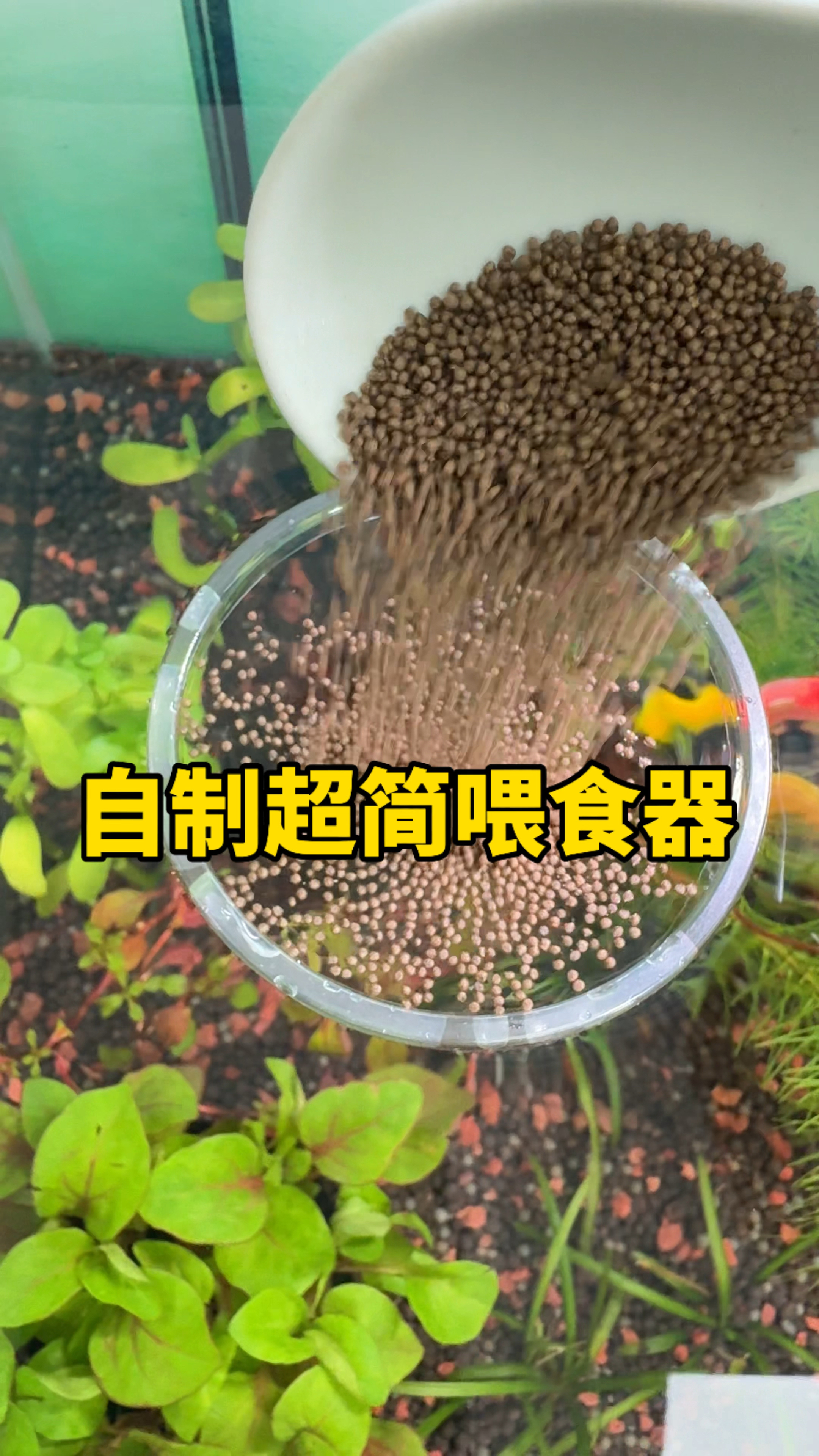 教你不花钱制作超简喂食圈 #水族 #观赏鱼 #养鱼日记#手工diy