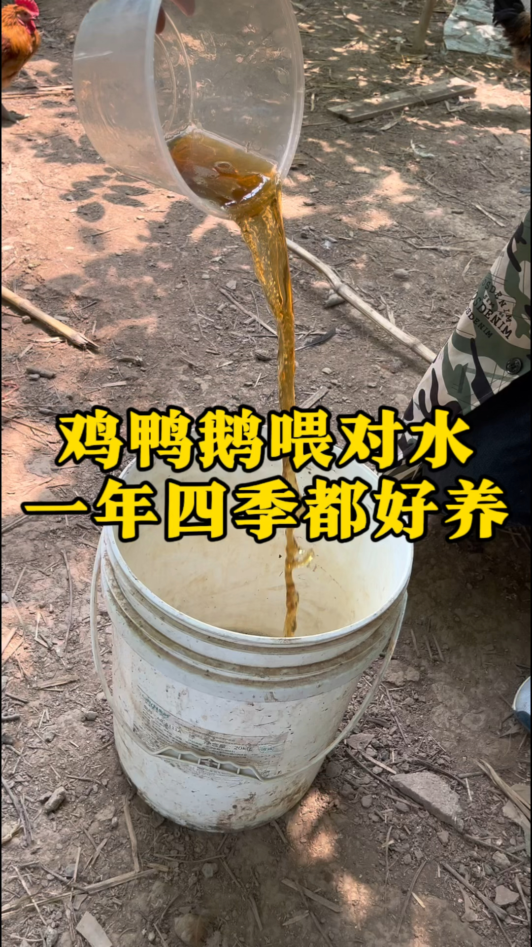 鸡鸭鹅喂水有讲究,鸡鸭鹅喂对水,一年四季都好养