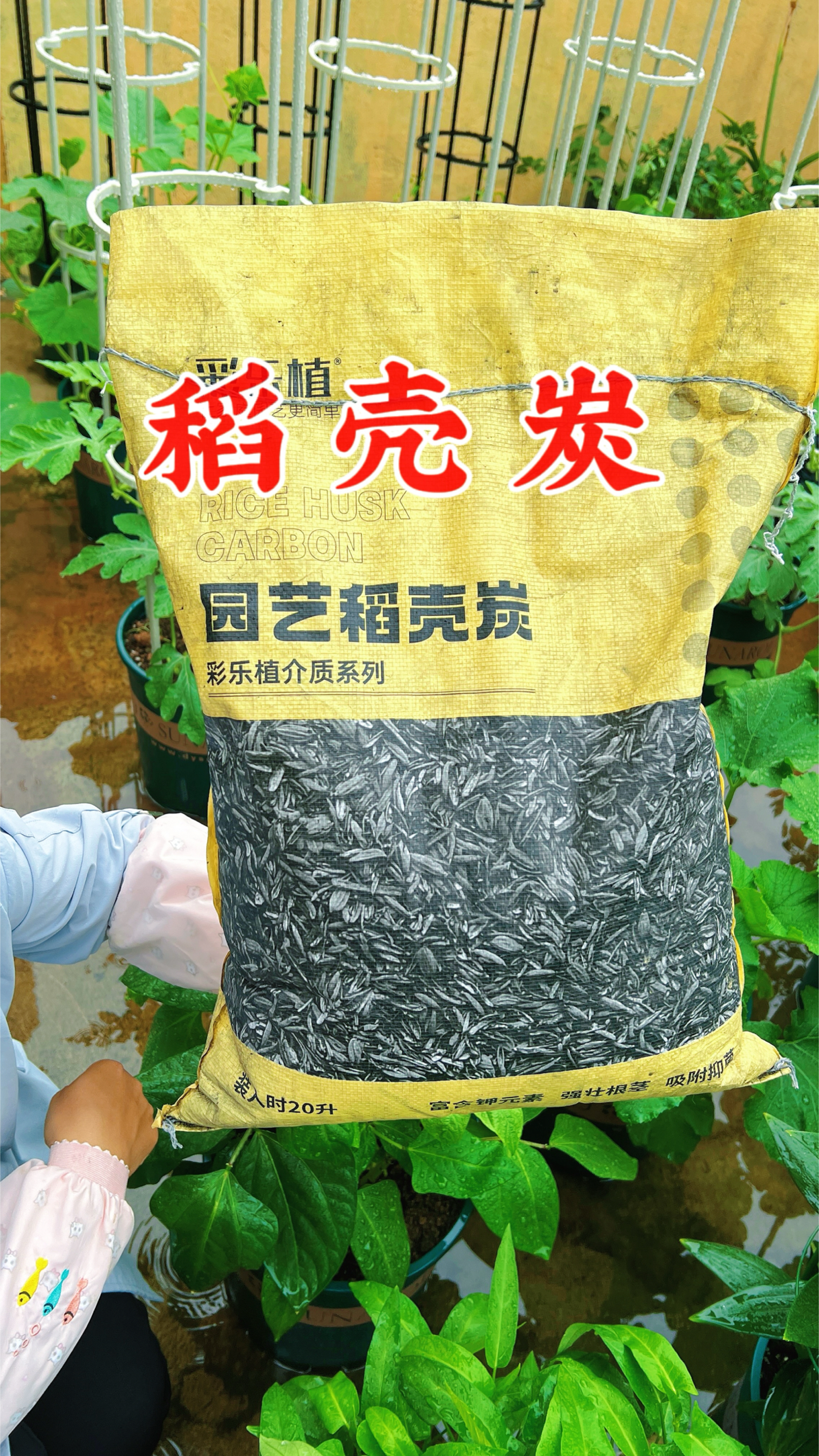 韭菜如何预防韭蛆?撒上一把稻壳碳轻松解决,韭菜越割越粗