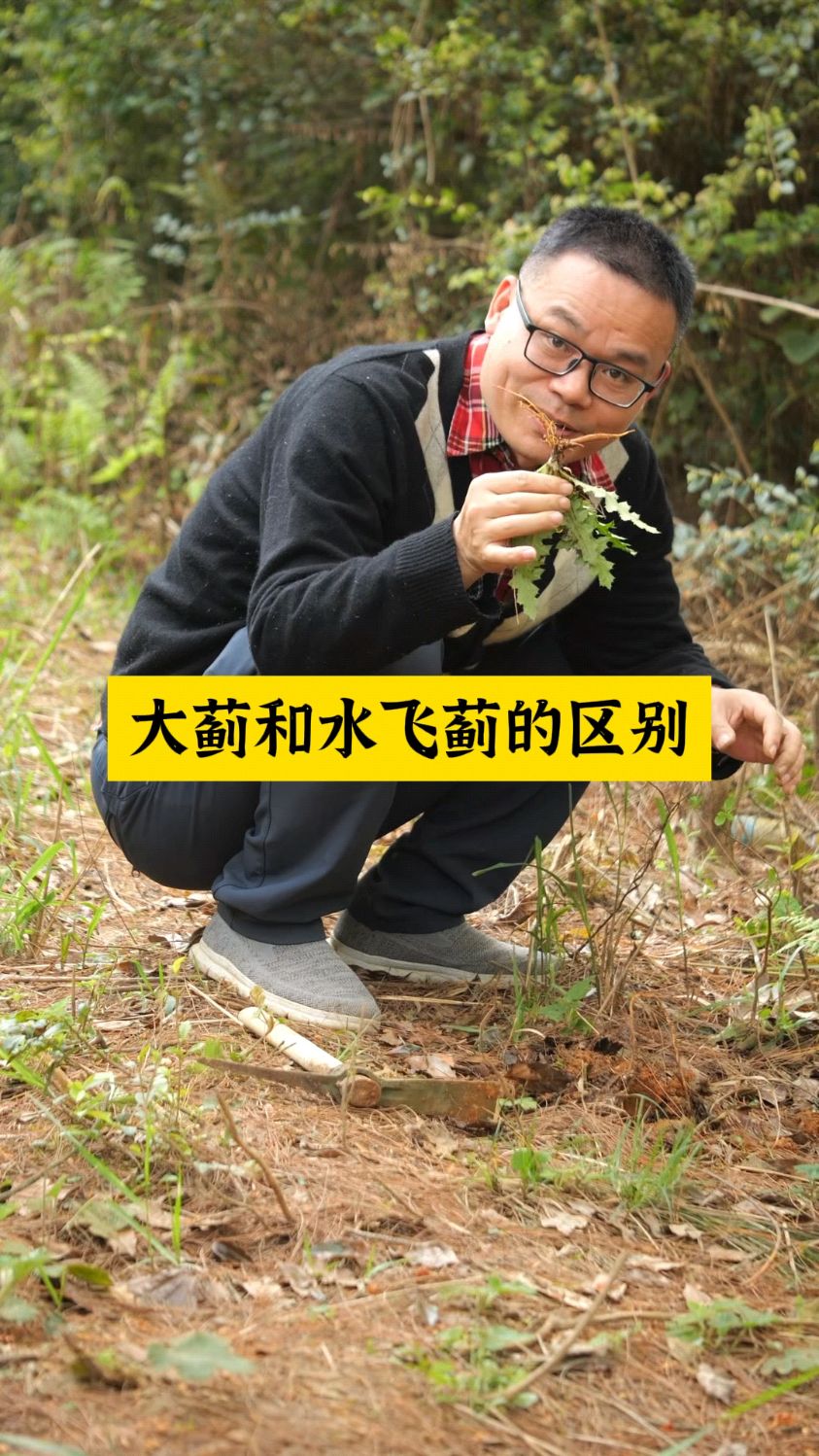 大蓟和水飞蓟的区别