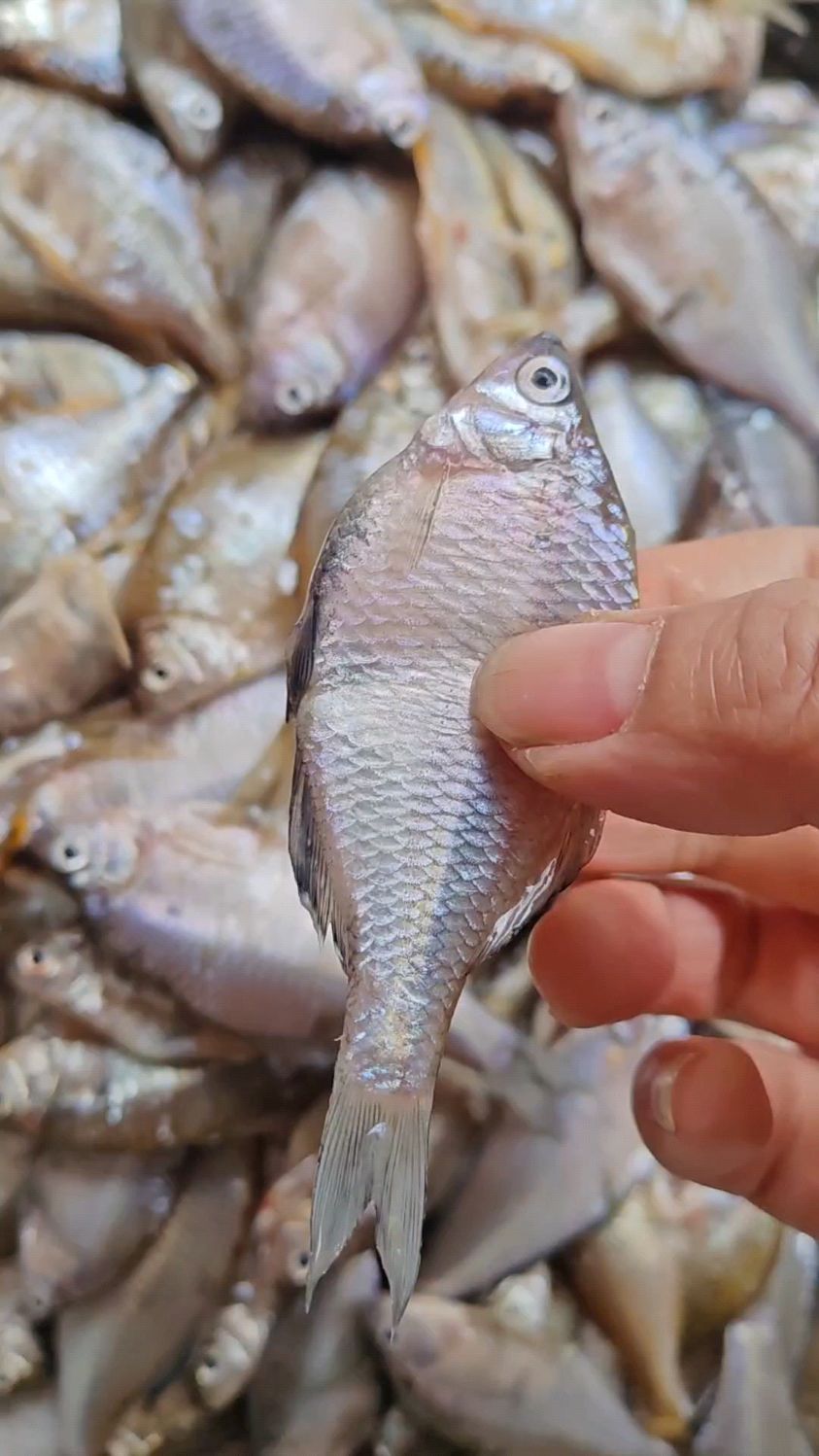 三花五罗葫芦籽鱼,油炸煎着吃炖着吃炸鱼酱喝二两老美味啦