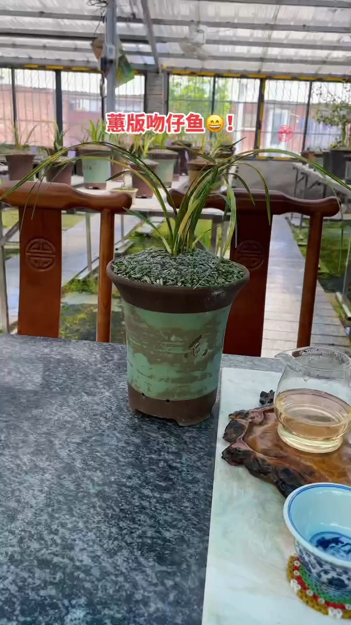 老了还有这艺色的蕙兰蛇斑不多吧?