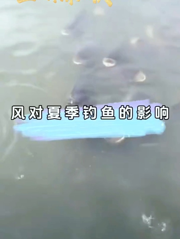钓鱼要先看“风”,有时鱼获不好的原因只是因为风向错了!