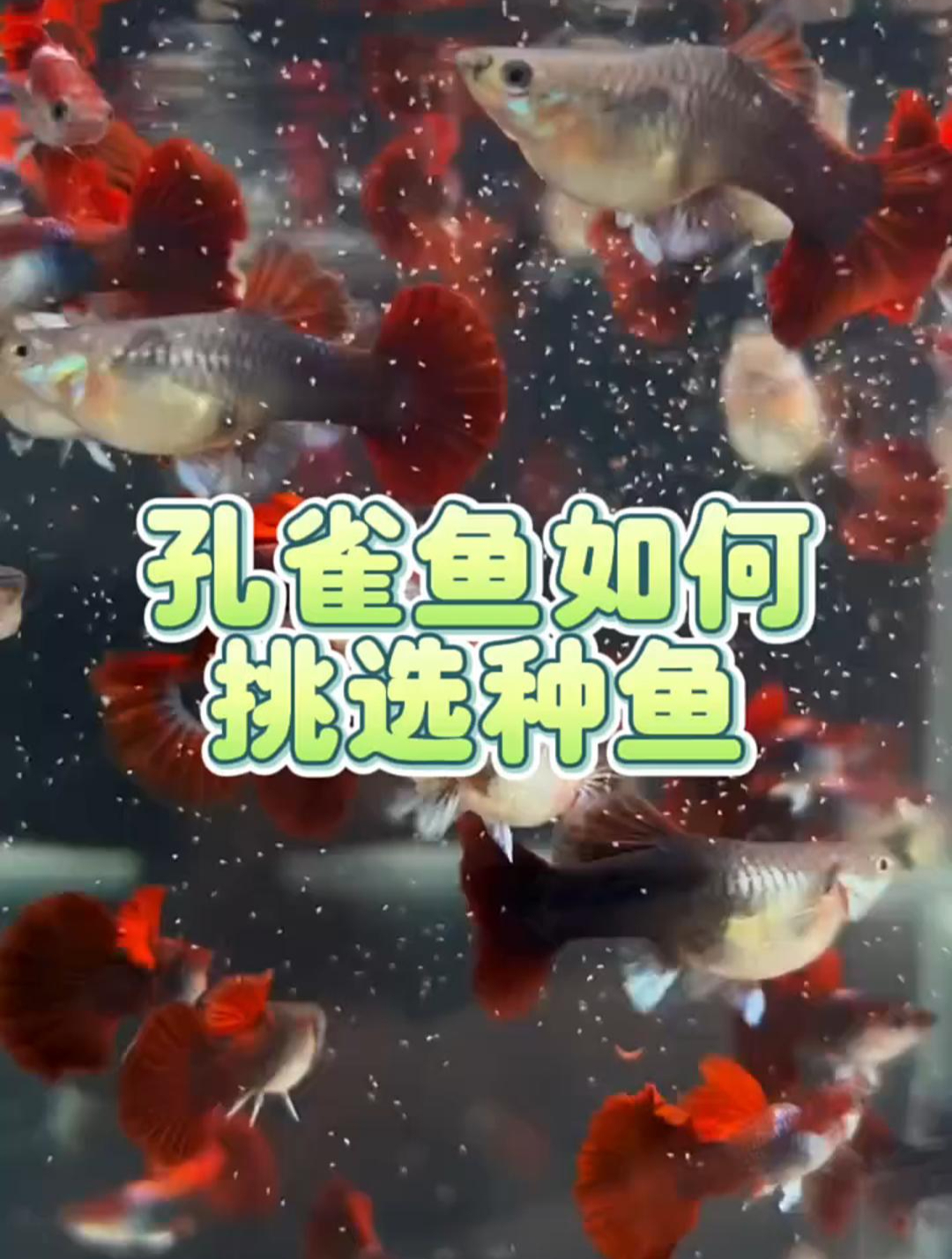 孔雀鱼如何挑选种鱼