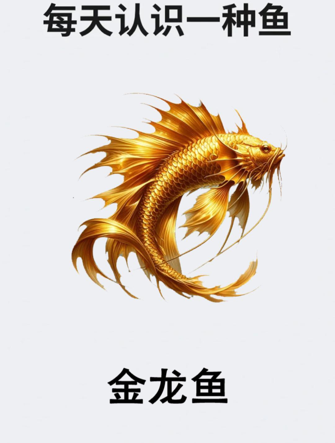 每天认识一种鱼之金龙鱼