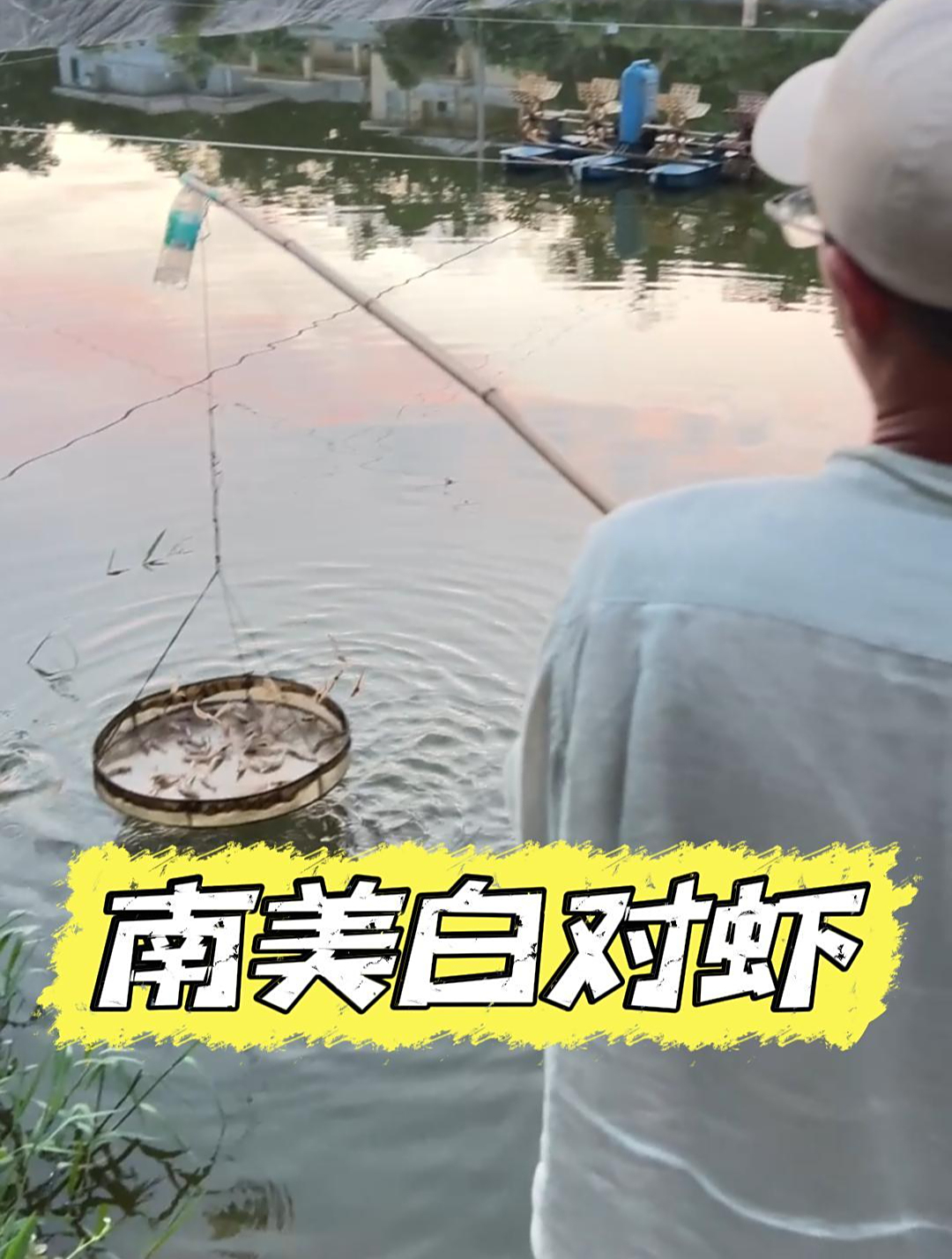 南美白对虾养殖!