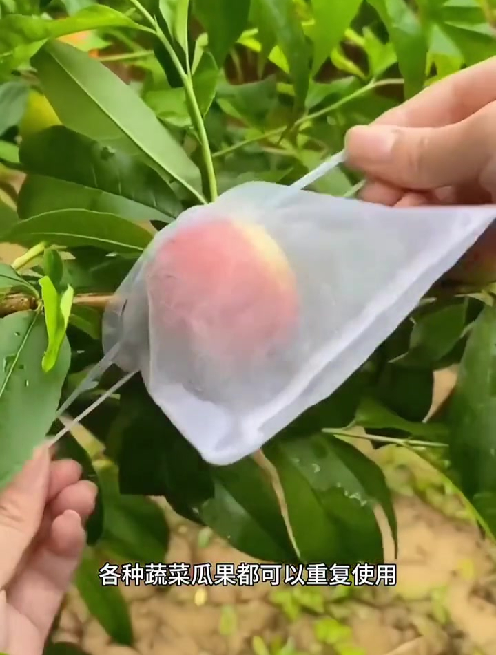 蔬菜专用网袋,防虫防鸟还防老鼠!