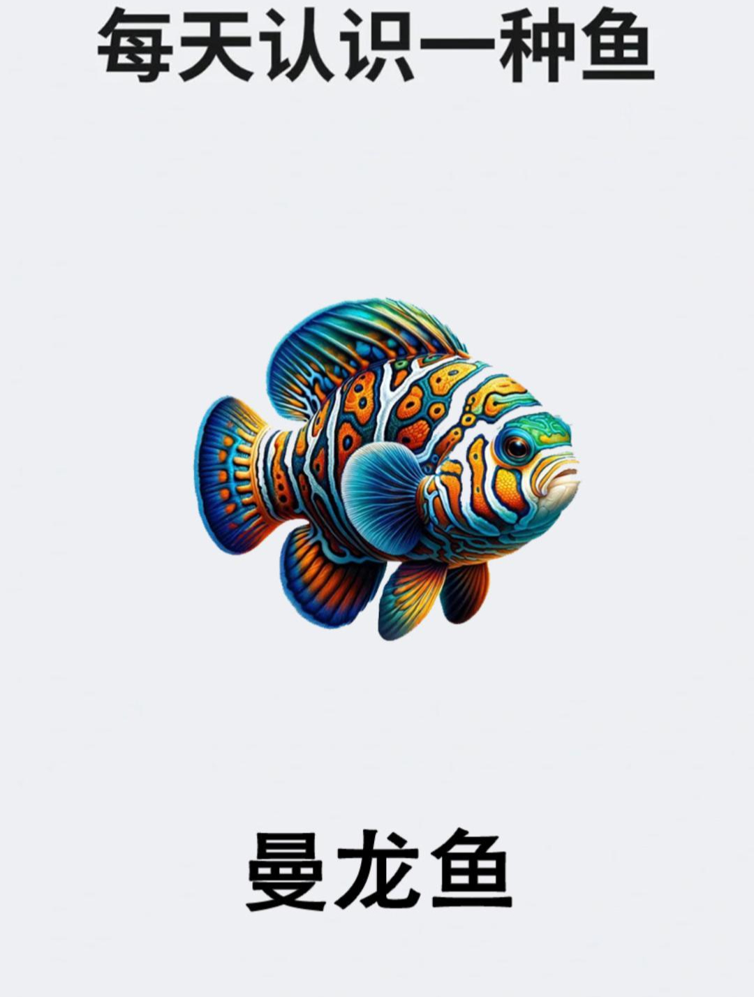 每天认识一种鱼之曼龙鱼