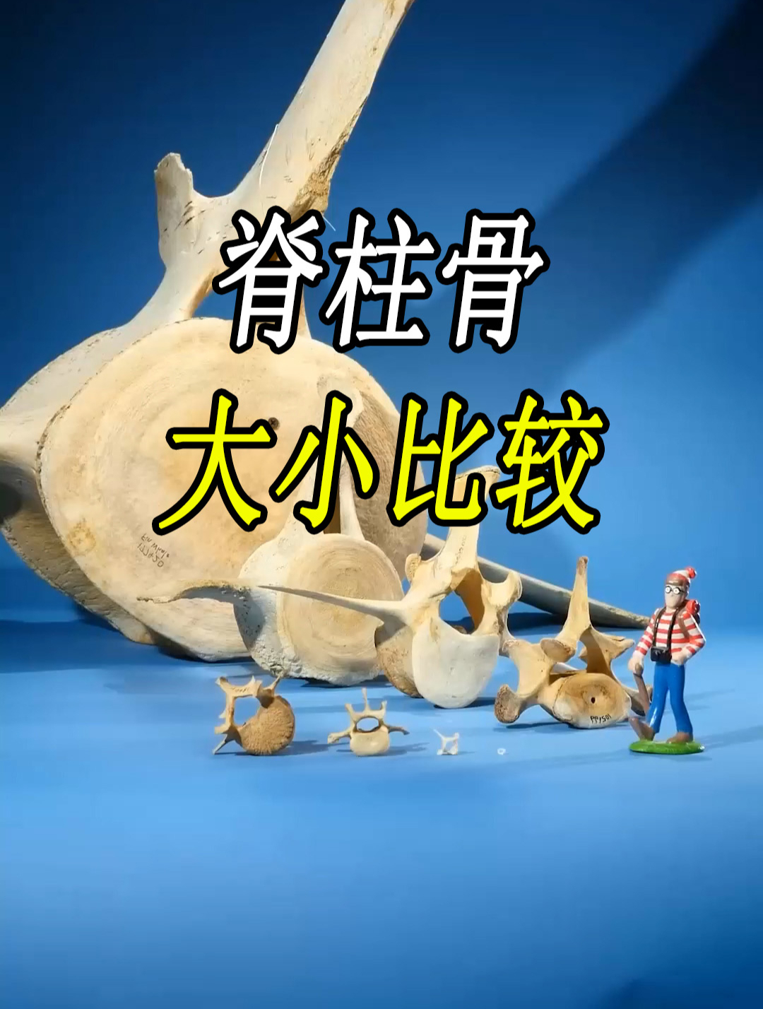 从老鼠到鲸鱼的,脊柱骨大小对比!
