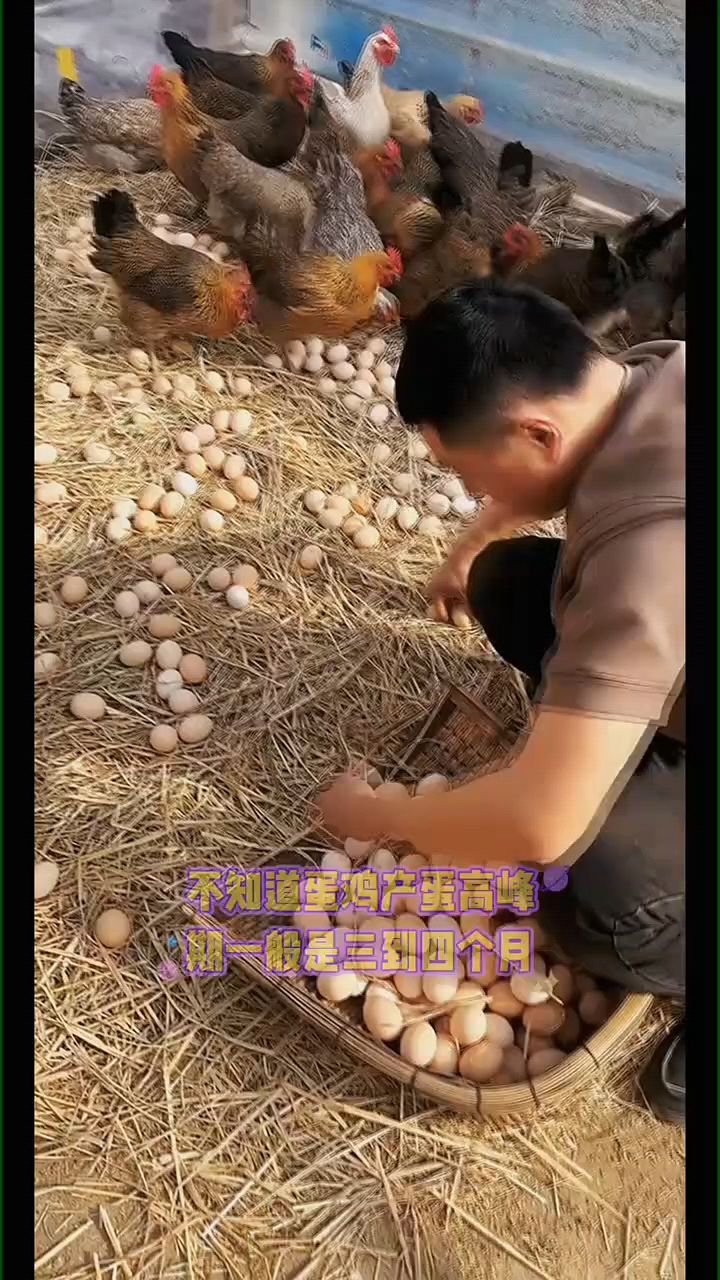 母鸡是不是可以一直下蛋?