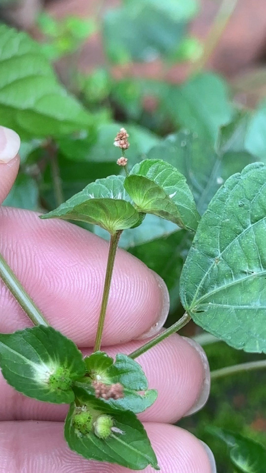 铁苋菜,别名蚌壳草,农村人在砖墙边把它采回家,你了解它吗