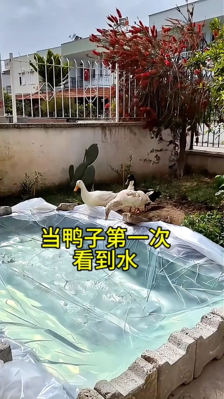 当一直在陆地上养的鸭子第一次见到水会是什么反应?