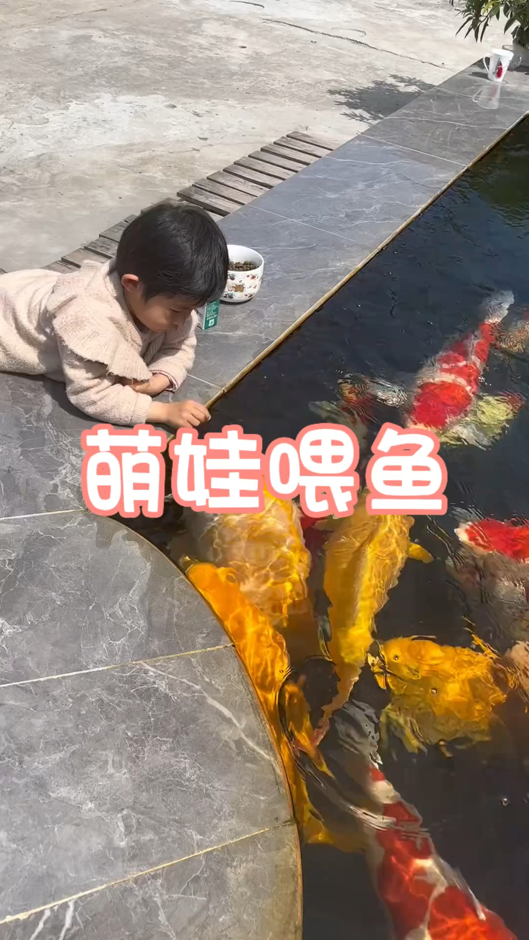 年画上胖乎乎的鱼,现实中真的有啊