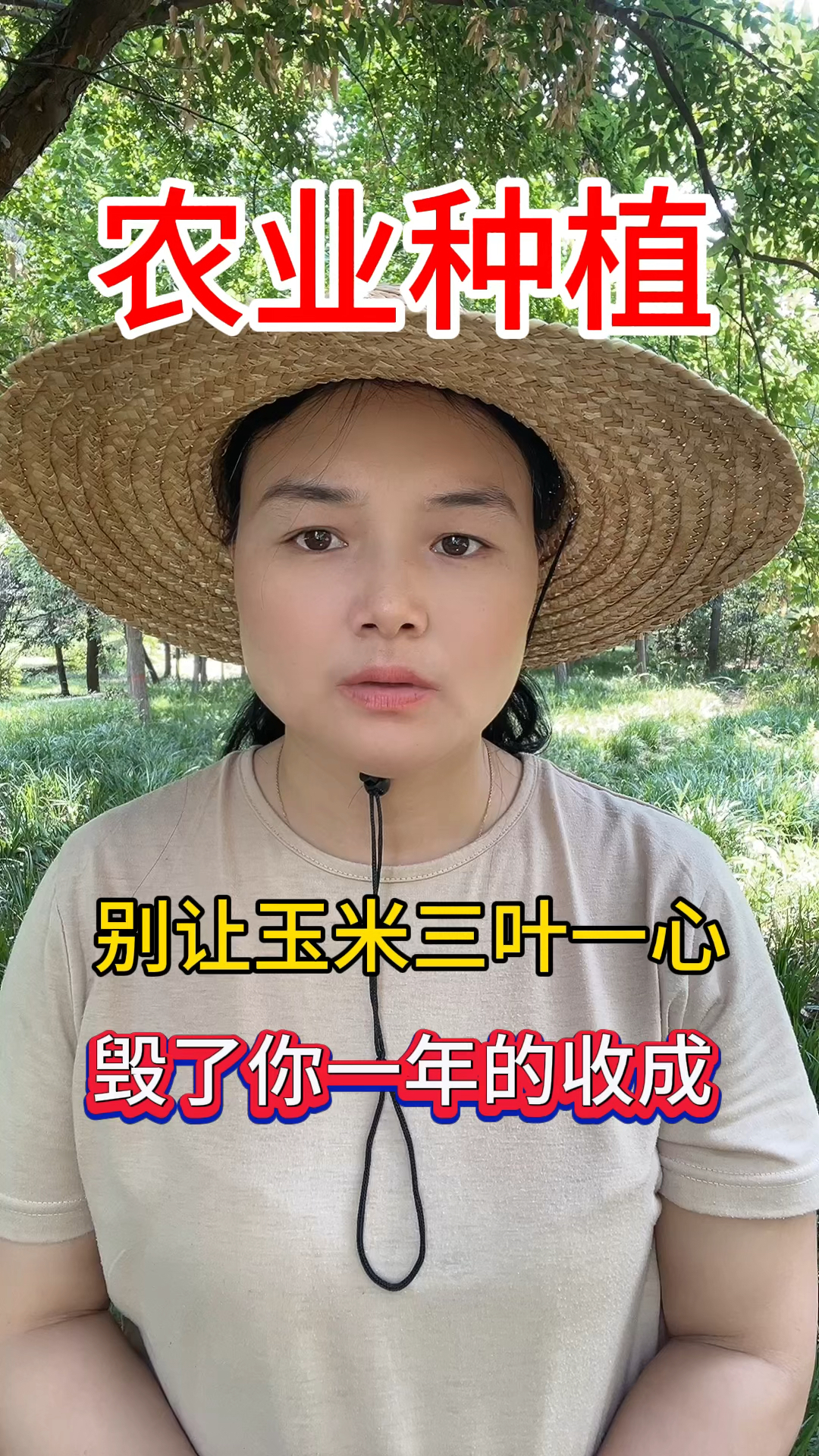 别让玉米三叶一心毁了你一年的收成