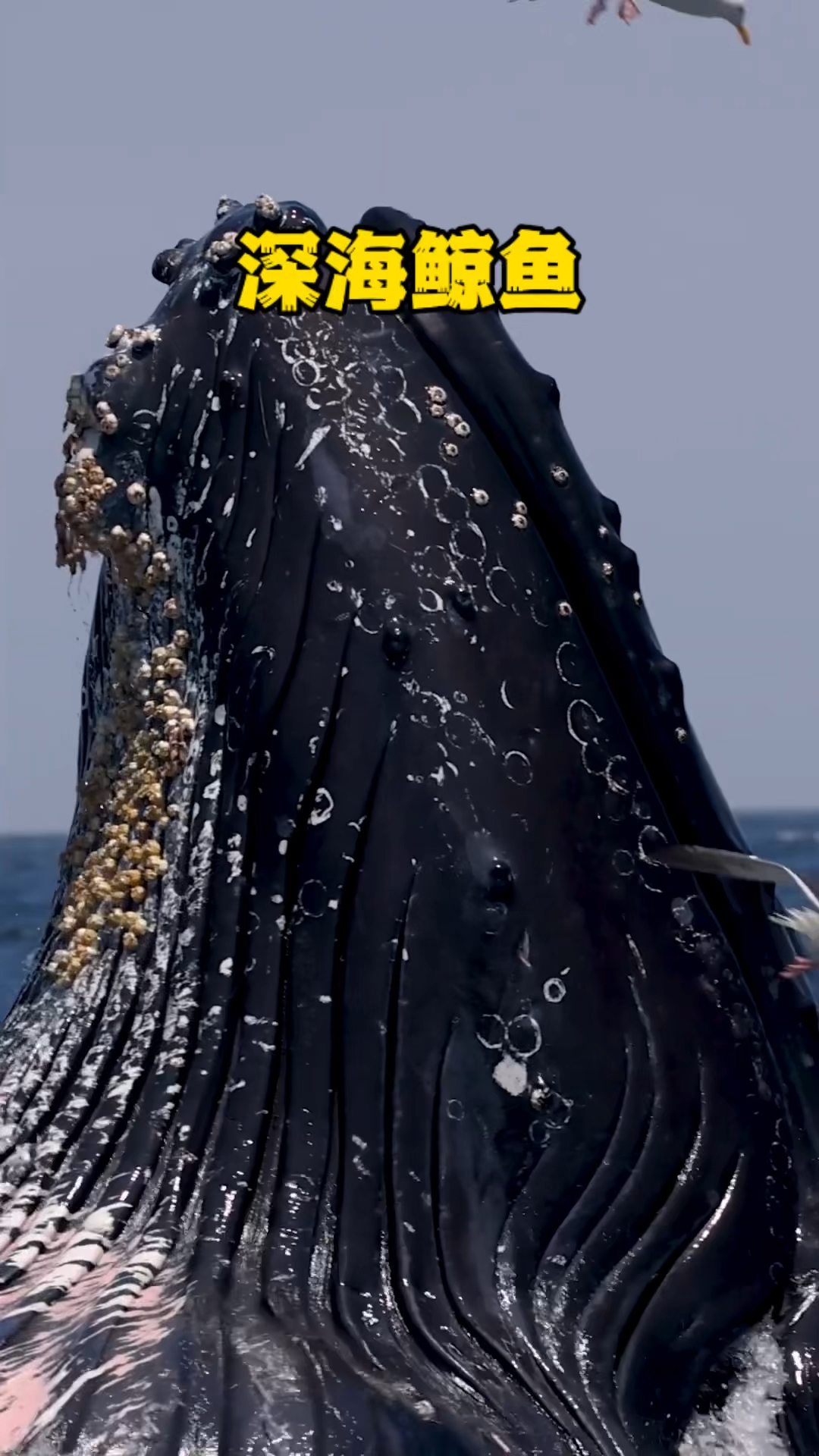 深海鲸鱼,巨大的座头鲸不怕海洋杀手虎鲸的威胁,重达三十多吨