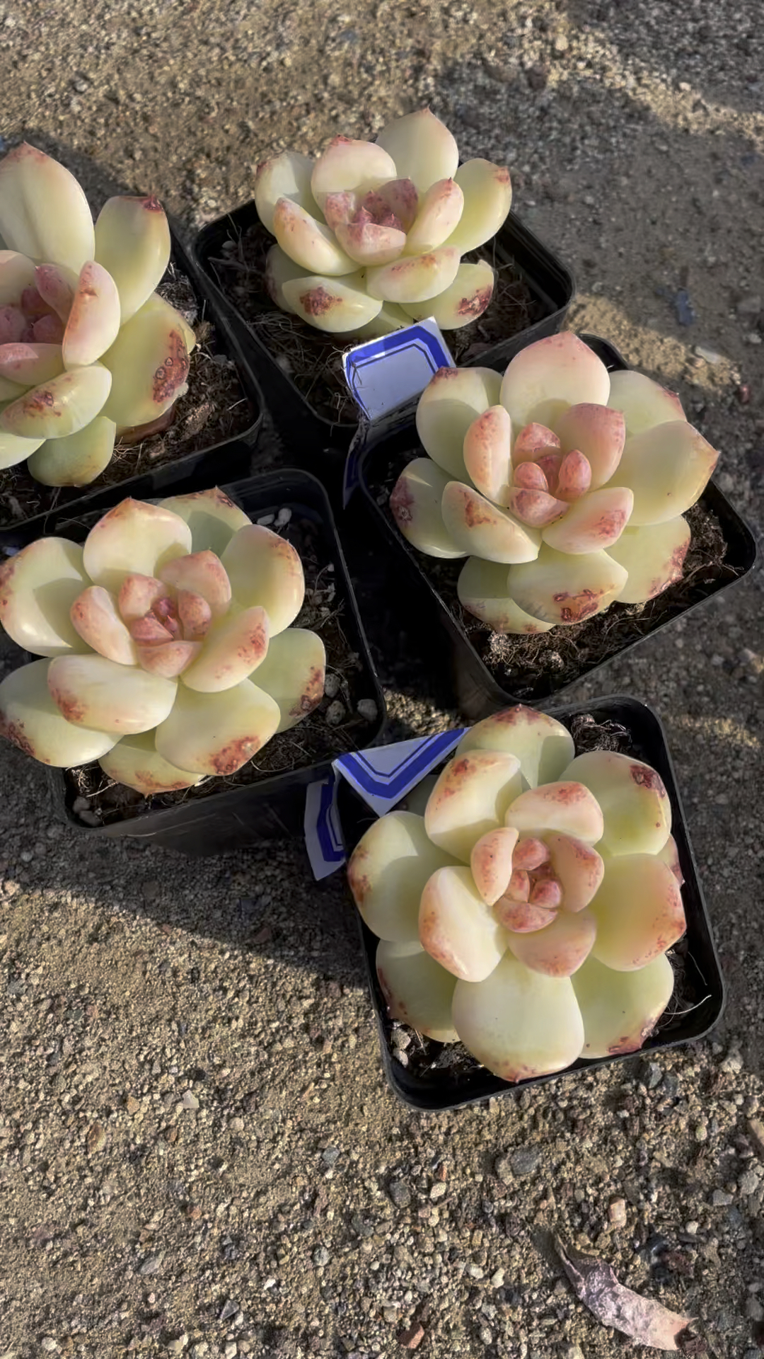 一颗像奶油冰淇凌的多肉,原来她真的是呀#多肉植物[话题]#