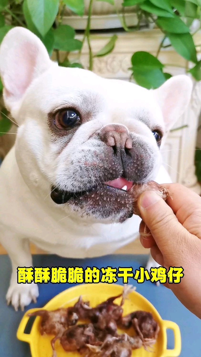 这个破小鸡仔有那么好吃么?把我都给看馋了～
