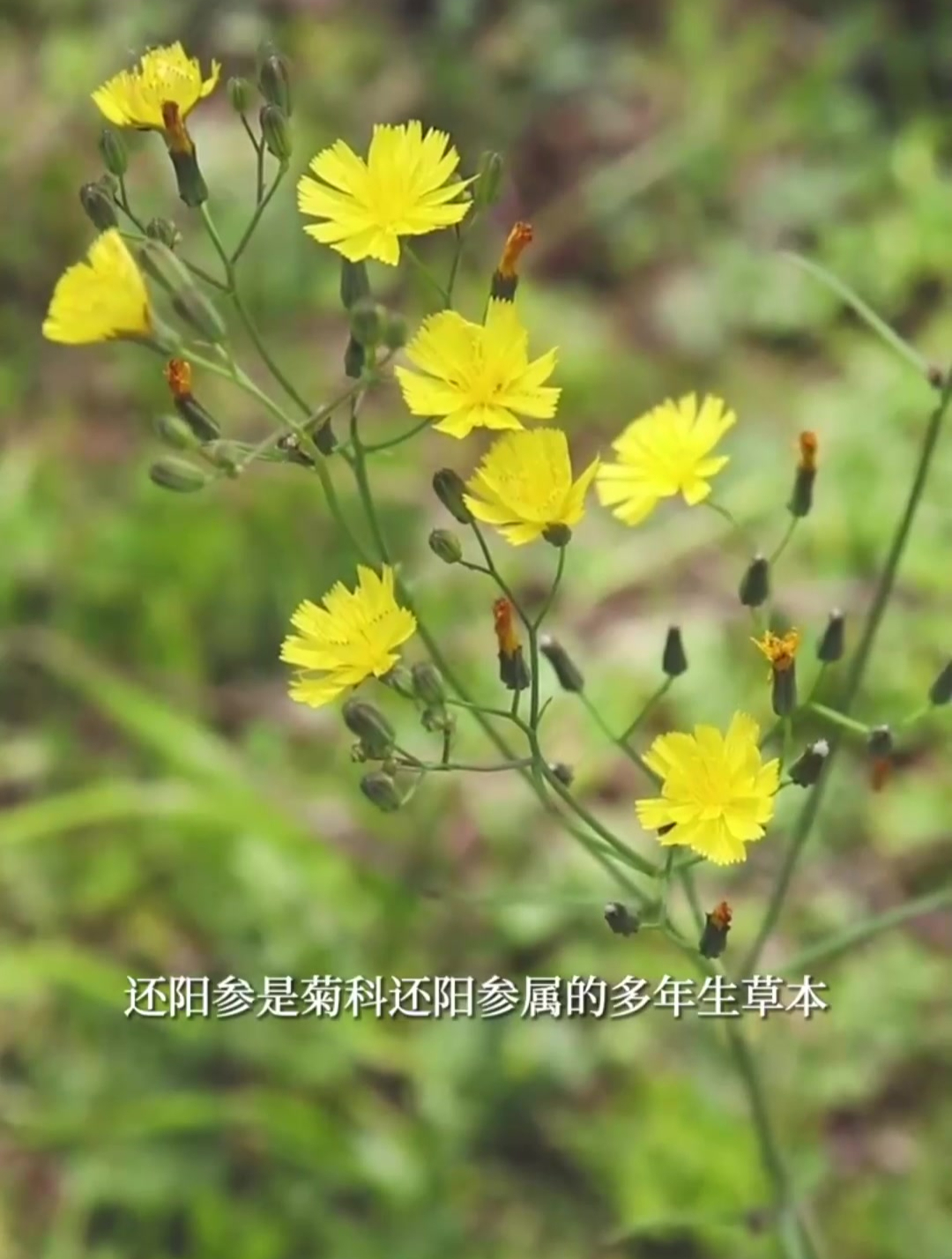 还阳参,真假难辨如何区分?