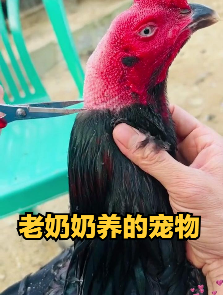 老奶奶养的宠物,真是把它当宝贝了!